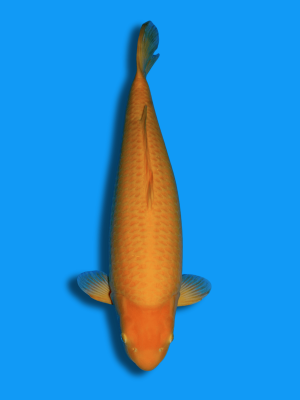 Karashigoi | Koi&Co.